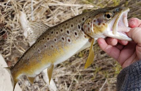 Brown trout fall colors | Brown trout, Trout fishing, Trout