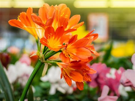 Clivia Plants: Tips On Caring For Clivia Plant