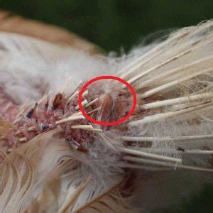 Uropygial Gland (Preen or Oil Gland) | British Hen Welfare Trust