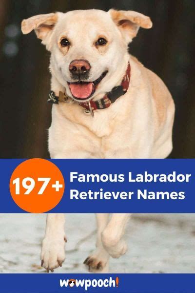 197+ Remarkable Famous Labrador Retriever Names - WowPooch