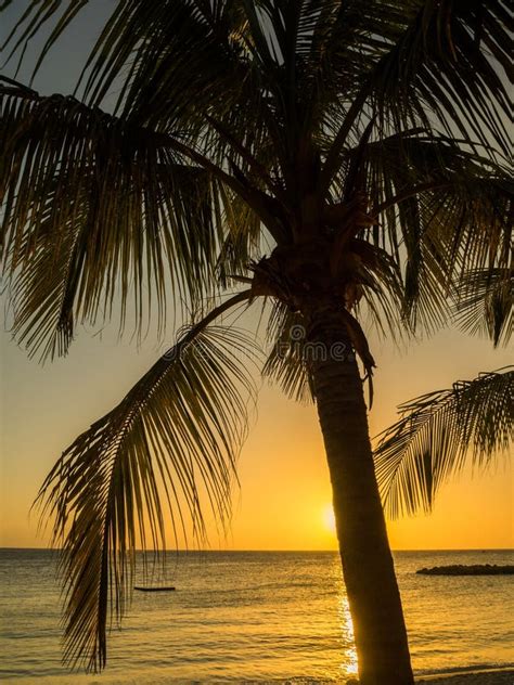 Blue Bay Beach Sunset - Palm Tree Stock Photo - Image of ocean, beach: 67285908