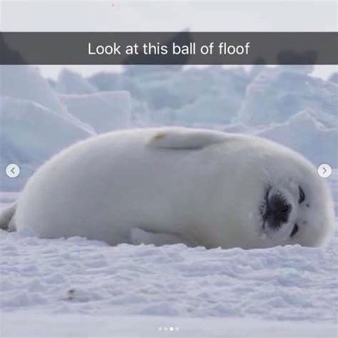 Cute Baby Seal Meme