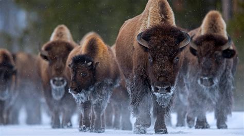 Download Yellowstone Animal American Bison HD Wallpaper