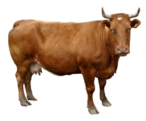 Brown Cow PNG Image