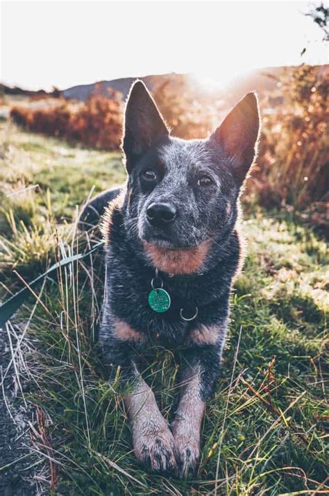 Chihuahua Mix With Husky and Blue Heeler Husky and Blue Heeler Mix ...