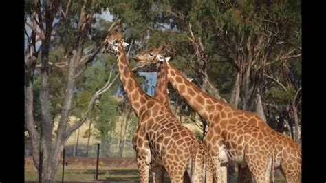 Dubbo Zoo 2015 - YouTube