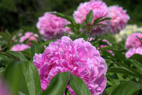 Pretty in Pink - Peonies - Georgeson Botanical Garden Photograph by ...