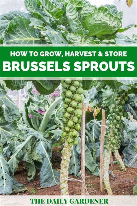 Brussel Sprouts Time To Harvest - Angel Vegetable