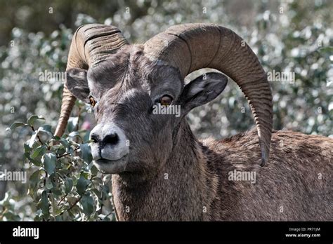 Bighorn (Ovis canadensis). Banff NP, Canada Stock Photo - Alamy