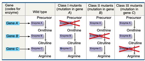 Solved Following on experiments by Beadle and Tatum, you are | Chegg.com