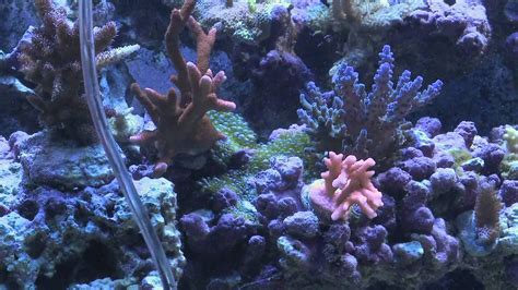 4 Ways to Remove Bubble Algae From Your Reef Tank – HousePetsCare.com