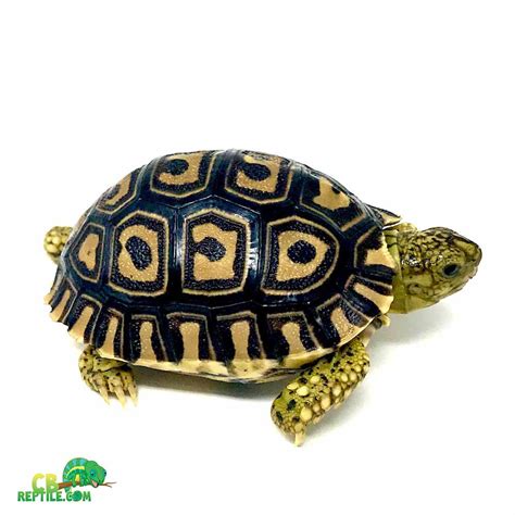 Leopard tortoise diet | leopard tortoise food list | best food leopard tortoise