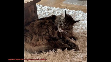 Maine Coon Grooming Tips You Need To Know? - 21Cats.org