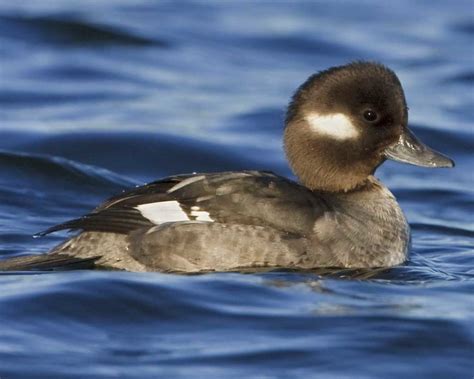 bufflehead - Duck Struck