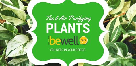 6 Air-Purifying Plants You Need in Your Office | BeWellBuzz