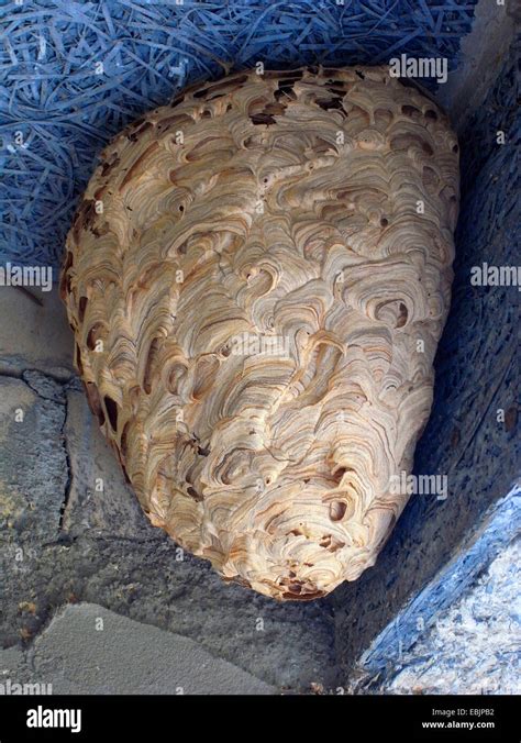 Vespula germanica nest hi-res stock photography and images - Alamy