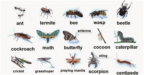 English For Beginners: Invertebrates