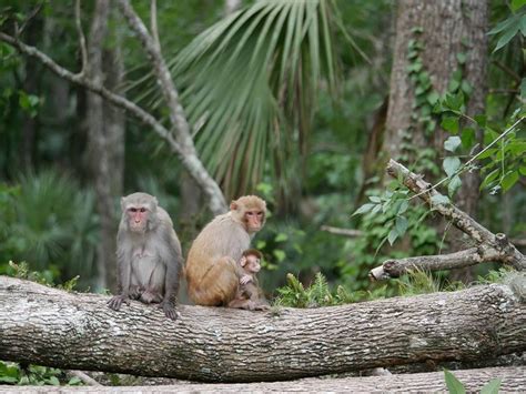 Rhesus macaques may be preying on bird eggs, says UF/IFAS study