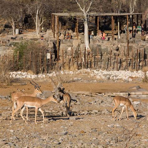 Namibia Wildlife Resorts - Travel News Namibia