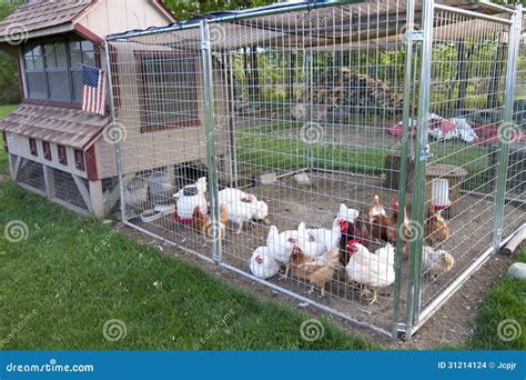 Chicken coop stock photo. Image of white, country, eggs - 31214124