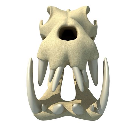 Hippo Skull 3D model | CGTrader