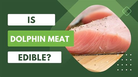 Is Dolphin Meat Edible? Is Dolphin Meat Bad For Health? | DolphinXpert