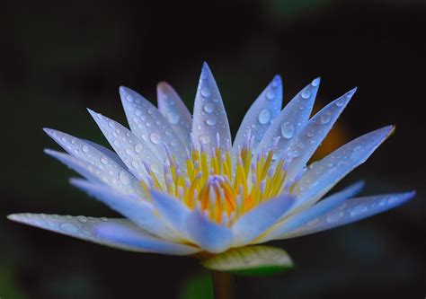 Blue Lotus Botanical Extract (Oil Soluble) (Nymphaea caerulea) – The ...