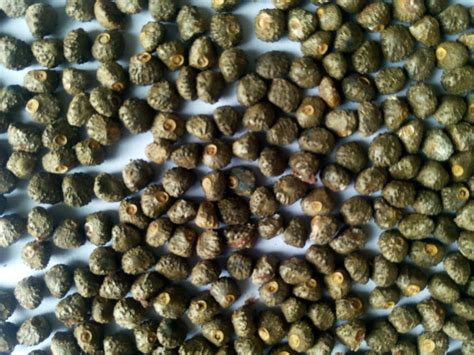 Wild Banana Seeds at Rs 100/pack | Medicinal Seeds in New Delhi | ID ...