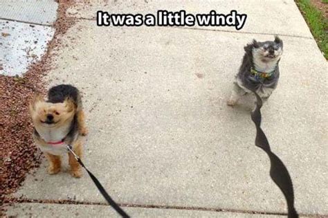 The Funniest "Windy Day" Photos Ever