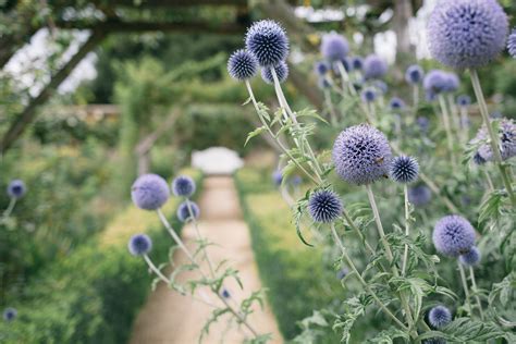 Which plants to use in a Sensory garden - Sensory Trust