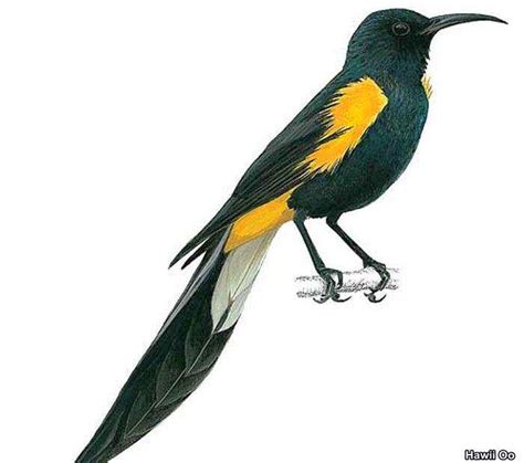 Top 25 Extinct Birds From Millions To Zero! / greenstories