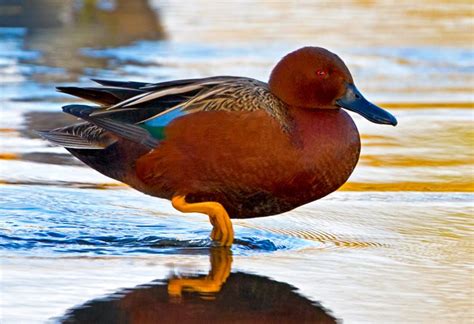 Cinnamon Teal by Jon Miller / 500px | Teal duck, Duck breeds, Duck pictures