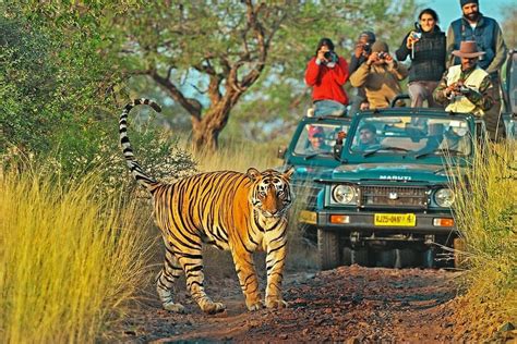 Let's go on a pleasant trip to Ranthambore National Park - Latest News & Blog - Ranthambore ...