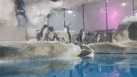 Manila Ocean Park 9/16/17 penguins - YouTube