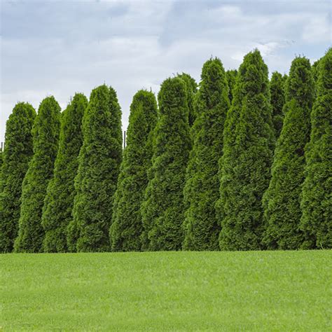 American Arborvitaes for Sale – BrighterBlooms.com