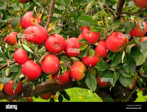 Cox's orange pippin hi-res stock photography and images - Alamy