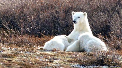 Polar Bear Mom & Cubs Nursing | Explore