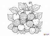 Berries Coloring Pages Printable For Free Download sketch template