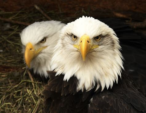 Bald Eagle Cams Are Active. Here Are 4 of the Best - Cool Green Science