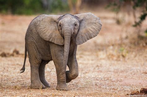 Elephant Calf | Will Burrard-Lucas