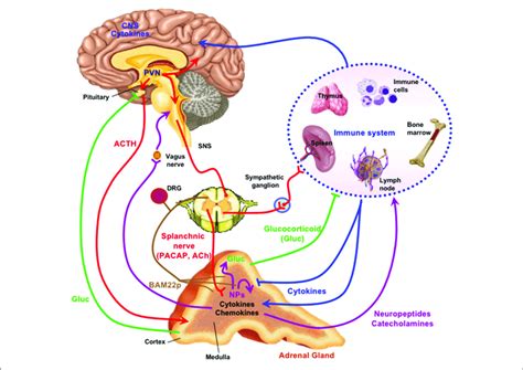 | The adrenal medulla as a stress transducer and... | Download Scientific Diagram