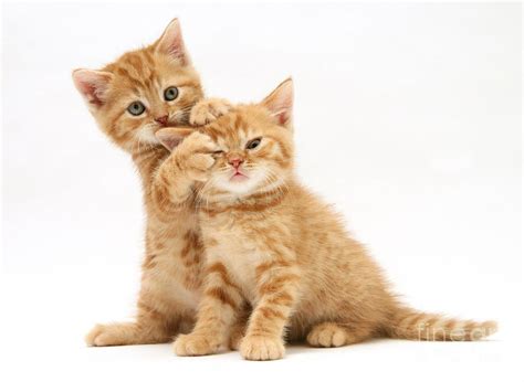 Red Tabby Kittens Photograph by Jane Burton - Pixels