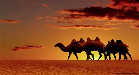 Arabian Desert Oasis Sunset | Amazing Wallpapers