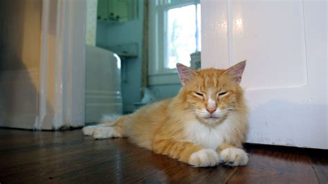 11 Facts About Hemingway's Cats | Mental Floss