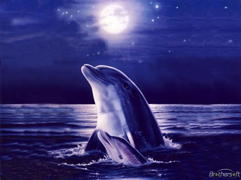 🔥 [72+] Free Dolphin Wallpapers | WallpaperSafari