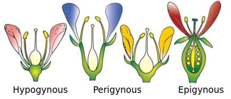 Given below are the diagrammatic representation of position of floral ...