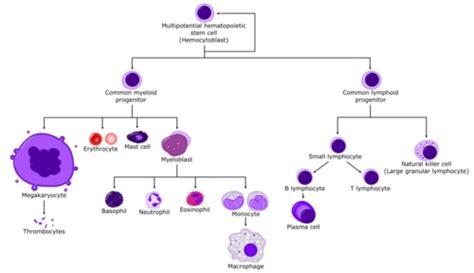 pathology - blood, hematopoiesis, immune cells Flashcards | Quizlet