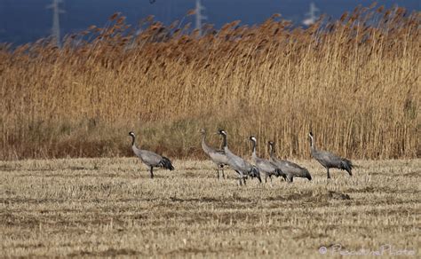 Pescalune Photo: Grue cendrée (Grus grus), Common Crane