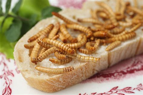 Edible Insects - Best Business Ideas 2017 - AskMen