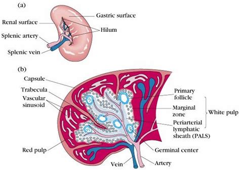 Splenectomy indications, surgery, vaccines, diet, side effects ...